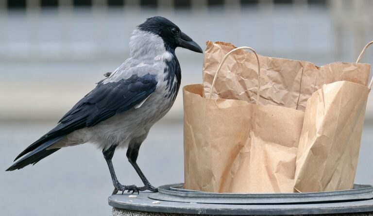 crow 6650506 960 720